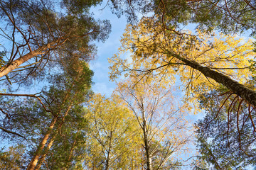   Trees in forest against a blue sky in autumn background.