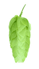 hop cones isolated on white background close-up