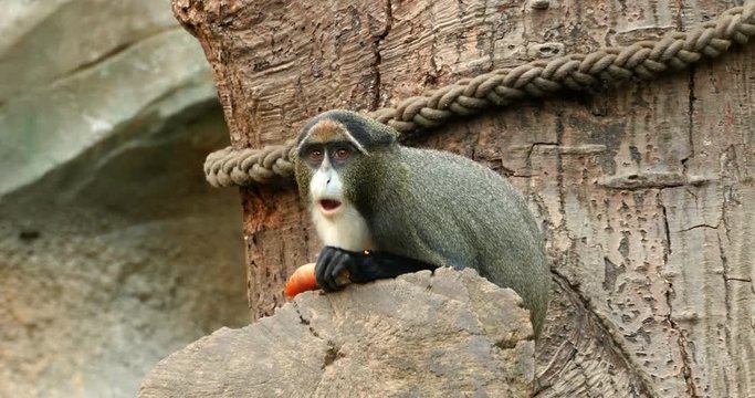 Monkey eating a carrot in rostock zoo