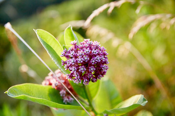 purple wild flower in field