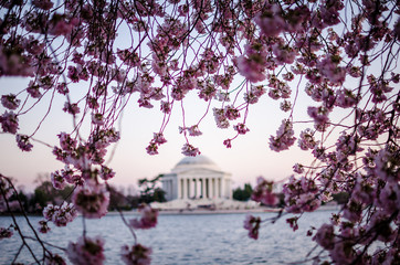 Dusk sunset view of a large Cherry Blossom tree in Washington DC during Cherry Blossom Festival. Background of Thomas Jefferson Memorial intentionally out of focus