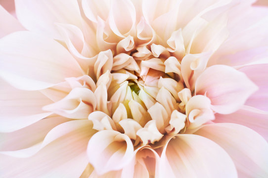 Summer blossoming delicate dahlia flower festive background, pastel and soft floral card, shallow DOF, soft focus