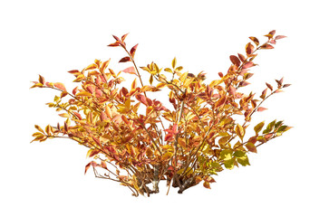 A small bush on a white background. - 228757882