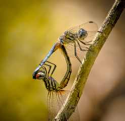 dragonfly mating