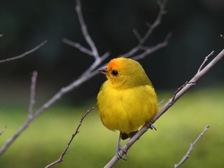 Close-up of a cute and small Saffron finch (canário-da-terra, Sicalis flaveola) on a tree branch, at dusk.