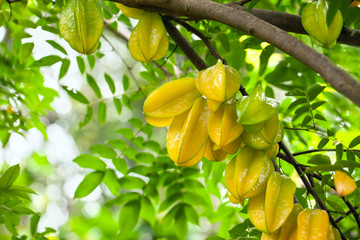 Star fruit ( carambola ) hanging on a tree