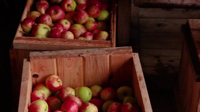 Pan across several crates of cider apples while a kid in boots stands on upside down crate