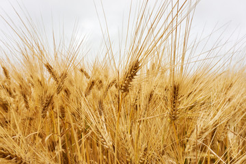 Close-up of saturated yellow golden grain or wheat plants in a wheat field under a grey cloudy sky   