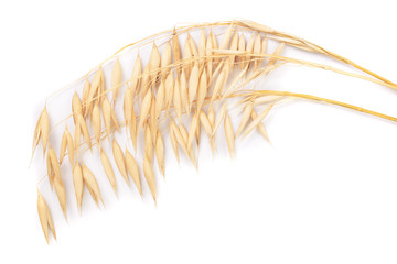 oat spike or ears isolated on white background close-up