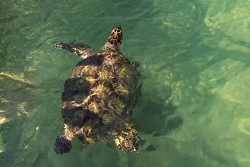 Curious sea turtle swims close to boat. Sea turtles have seen their envornment invaded by humans. They are not as shy as other wild animals.