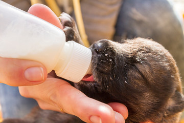 Little newborn puppy dog pooch drinks milk from a bottle