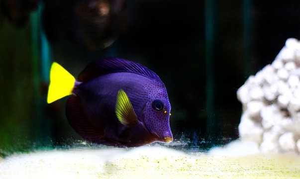 Purple Tang - (Zebrasoma xanthurum)