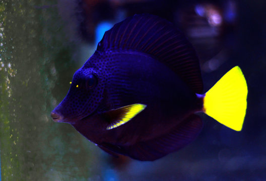 Purple Tang - (Zebrasoma xanthurum)