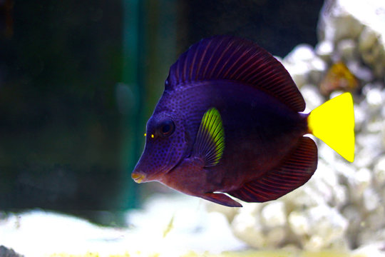 Purple Tang - (Zebrasoma xanthurum)