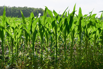 Close-up of young corn plants with leaves backlit by the sun   