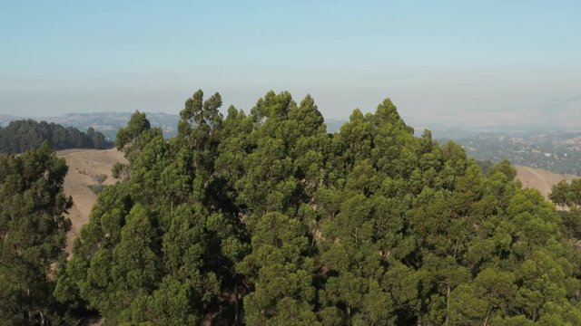 Rising over Large Eucalyptus trees in Berkeley hills aerial  Northern California