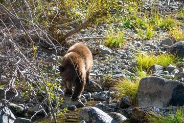 Fototapeta premium Tahoe Bear Cub Fishing