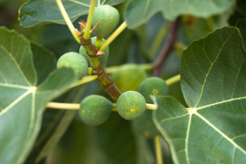 Obraz premium Figs hanging on a fig tree