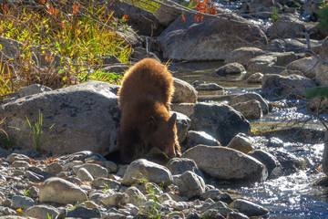 Tahoe Bear Cub Fishing © Lisa