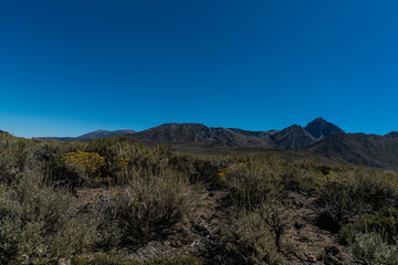 Fototapeta na wymiar desert meadow with mountain background