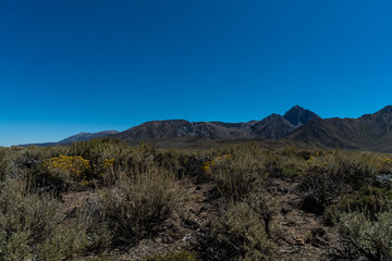 desert meadow with mountain background