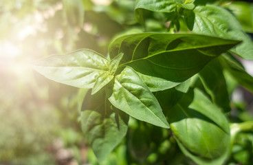 Growing basil plant in garden with light effect.