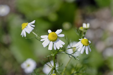 Flowers of the German chamomile, Matricaria chamomilla, Bavaria, Germany, Europe