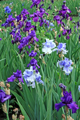 Irises in Cool Colours