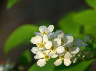 Flower of a wild apple on a branch, spring-time of flowering. The picture was taken on a warm...