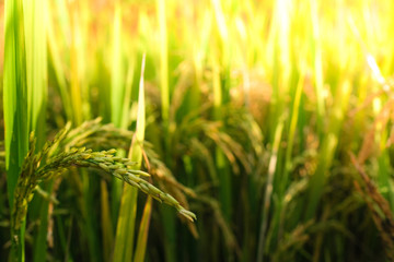 Rice field. Closeup of yellow paddy rice field with golden sun rising in autumn. Royalty high-quality free stock image of beautiful close up of organic rice fields or paddy field prepare the harvest