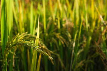 Paddy field or rice field. Closeup of yellow paddy rice field in autumn. Royalty high-quality free stock image of beautiful close up of organic rice fields or paddy field in Vietnam, Asia