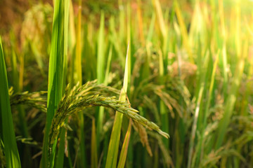 Rice field. Closeup of yellow paddy rice field with golden sun rising in autumn. Royalty high-quality free stock image of beautiful close up of organic rice fields or paddy field prepare the harvest