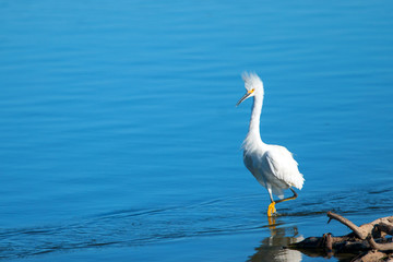 Windblown White Egret in the Santa Clara river estuary in Ventura California United States