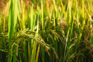 Paddy field or rice field. Closeup of yellow paddy rice field in autumn. Royalty high-quality free stock image of beautiful close up of organic rice fields or paddy field in Vietnam, Asia