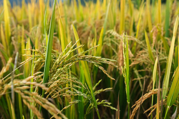 Paddy field or rice field. Closeup of yellow paddy rice field in autumn. Royalty high-quality free stock image of beautiful close up of organic rice fields or paddy field in Vietnam, Asia
