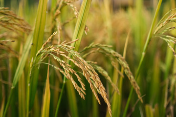 Rice field. Closeup of yellow paddy rice field with green leaf in autumn. Royalty high-quality free stock image of beautiful close up of organic rice fields or paddy field prepare the harvest