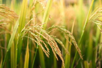 Rice field. Closeup of yellow paddy rice field. Royalty high-quality free stock image of beautiful terrace rice fields prepare the harvest at Northwest Vietnam