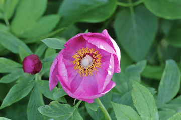 Naklejka premium Flower of a wild peony, Paeonia mascula, view into the blossom, Bavaria, Germany, Europe..