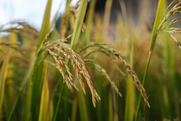 Paddy field or rice field. Closeup of yellow paddy rice field in autumn. Royalty high-quality free stock image of beautiful close up of organic rice fields or paddy field in Vietnam, Asia