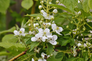 Flowers of the blackberry, Rubus fruticosus, Bavaria, Germany, Europe
