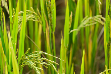 Rice field. Closeup of yellow paddy rice field with green leaf in autumn. Royalty high-quality free stock image of beautiful close up of organic rice fields or paddy field prepare the harvest