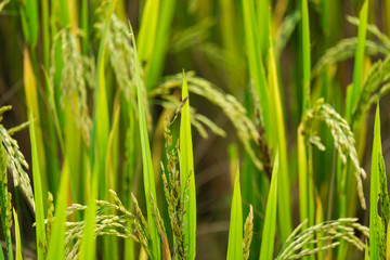 Green rice field. Closeup of green paddy rice field. Royalty high-quality free stock image of beautiful green terrace rice fields or paddy field in Northwest Vietnam, Asia