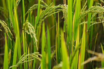 Rice field. Closeup of yellow paddy rice field with green leaf in autumn. Royalty high-quality free stock image of beautiful close up of organic rice fields or paddy field prepare the harvest