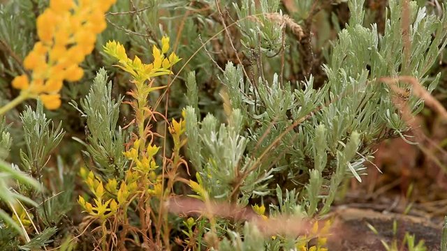 Yellow Seedum Plant with Lupine and Sagebrush Blowing in Breeze