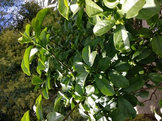 Planta verde del jardin