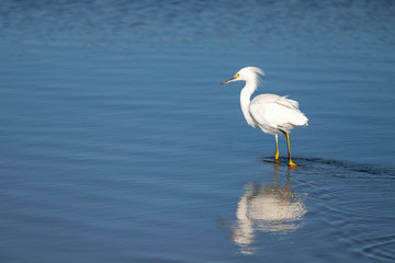 White Egret reflecting in the Santa Clara river estuary in Ventura California United States