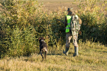 Hunters with a german drathaar and spaniel, pigeon hunting with dogs in reflective vests
