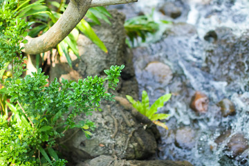 Close up green tropical plant with small leaves with blurred background of raging river or waterfall.