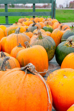 Locally Grown Pumpkins For Sale At A Rural Roadside Farm Stand