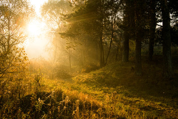 Russian Nature - The sun gate at the edge of the forest, somewhere in Russia